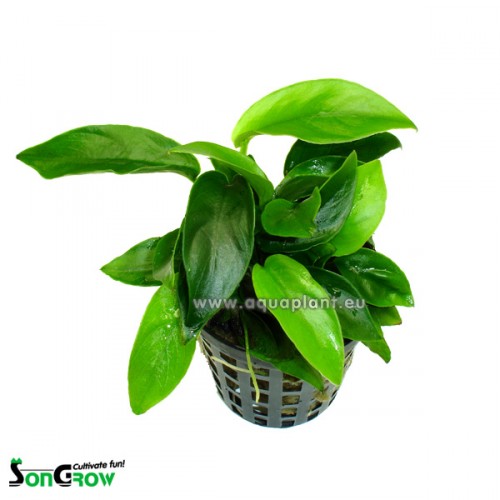 Anubias bonzai  in pot